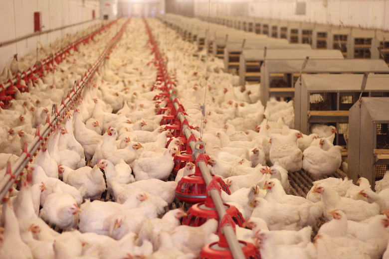 chickens