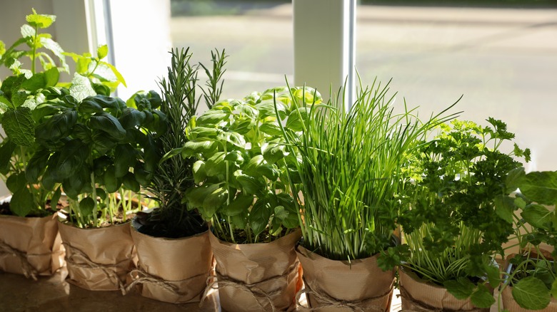 Fresh herbs