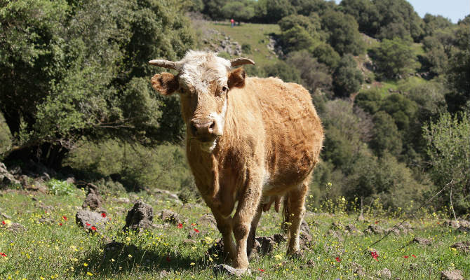 Cow in a forest preserve