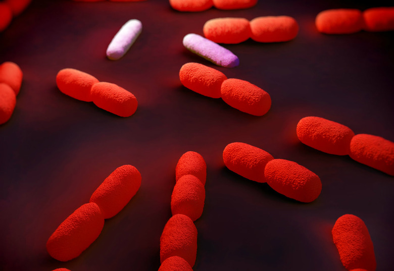 Listeria bacteria