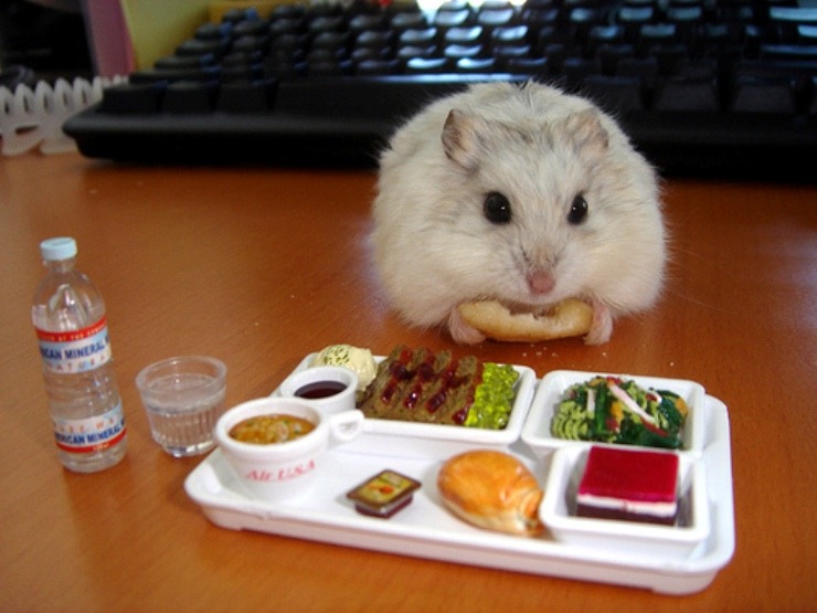 Cute Hamsters Eating
