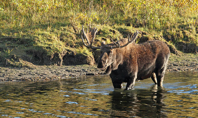 Elk