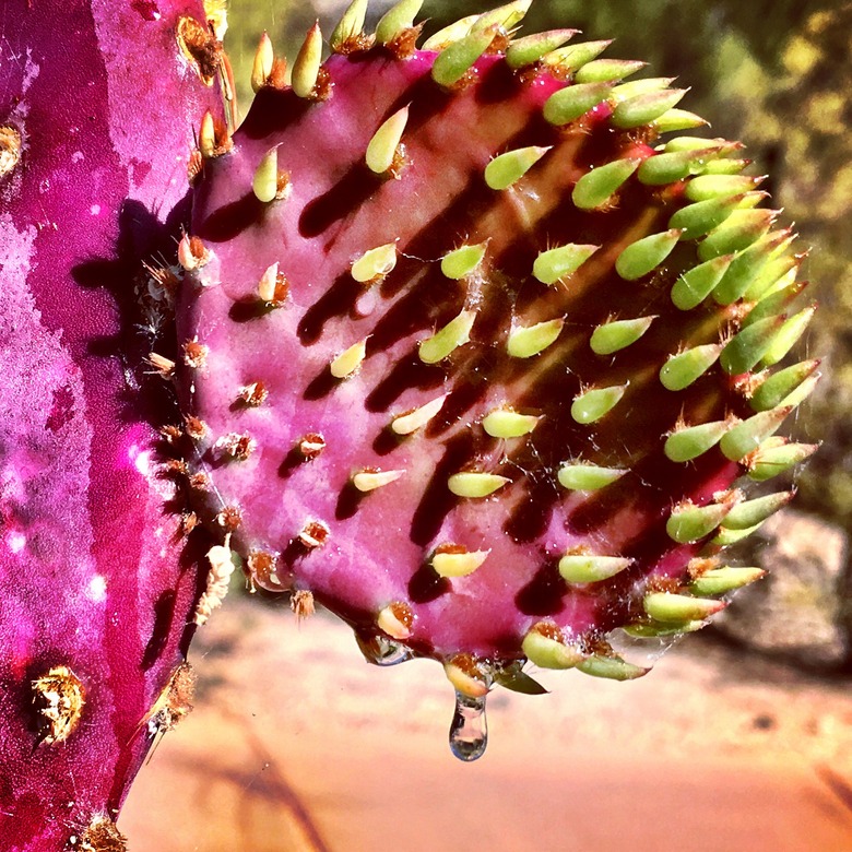 Cactus at The Boulders