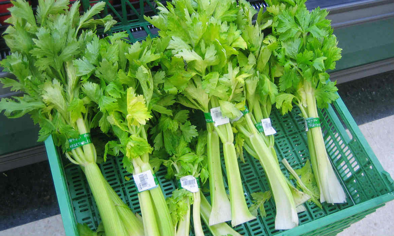 Celery tainted with E. coli has sickened (and terrified) Americans.