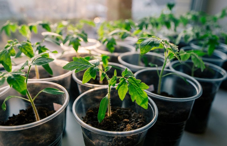 Make Summer Last: Here's How to Grow Summer Vegetables Perfectly Indoors