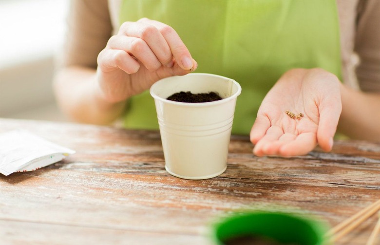 Make Summer Last: Here's How to Grow Summer Vegetables Perfectly Indoors