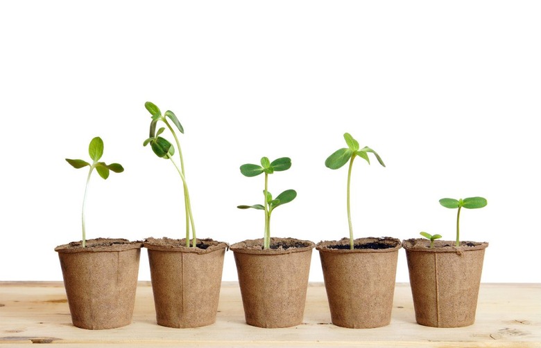 Make Summer Last: Here's How to Grow Summer Vegetables Perfectly Indoors