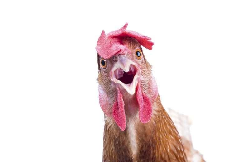 chicken