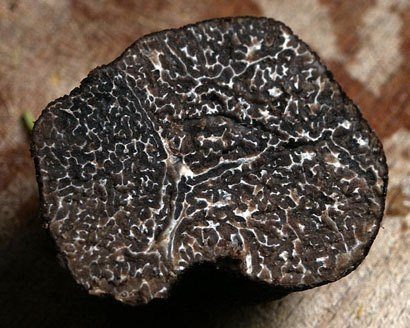 Black Truffle