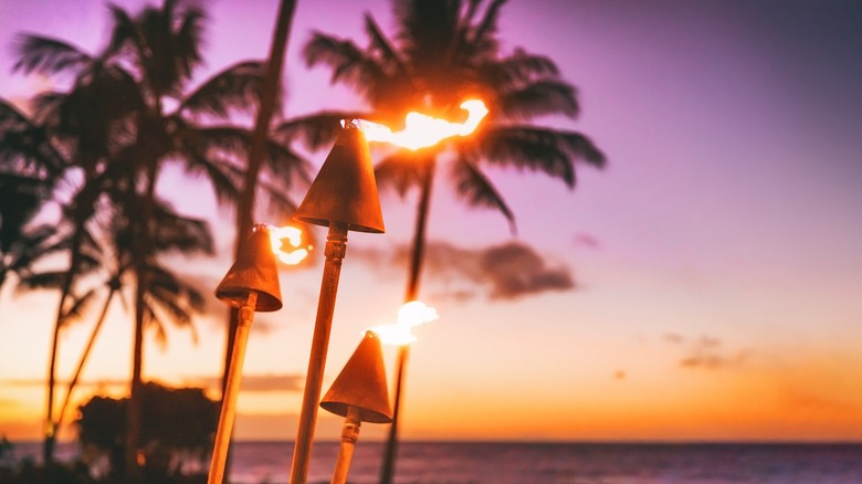 palm trees at night 