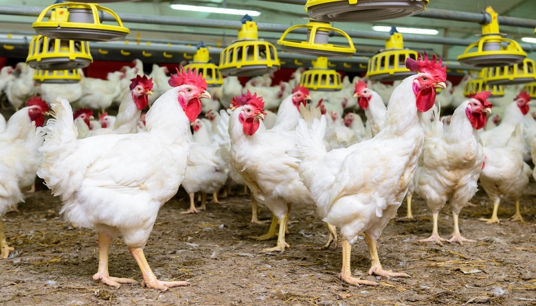 chickens