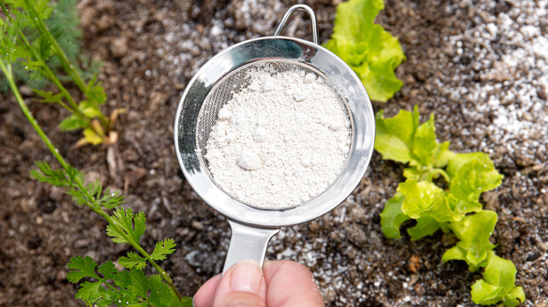 Sprinkling diatomaceous earth in a garden with a small sieve