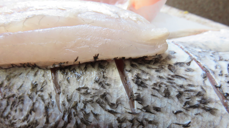 White flesh of raw snapper
