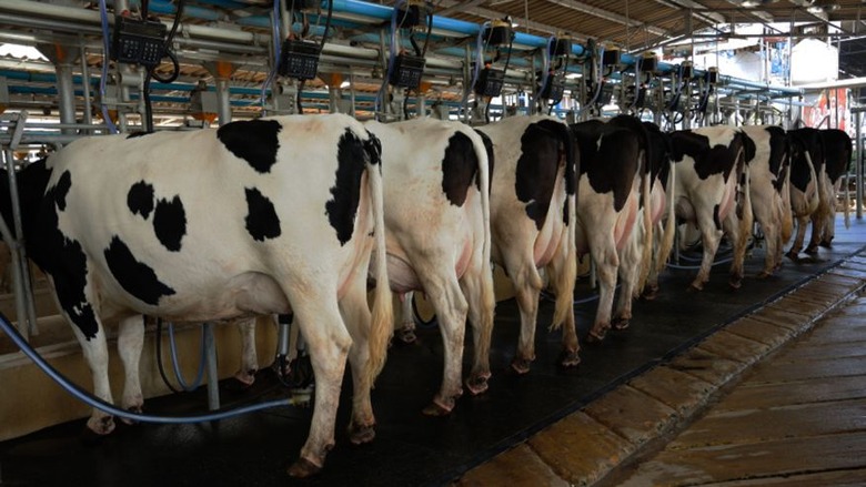 cows