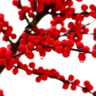 Money-Saving Tips for Hosting Holiday Parties