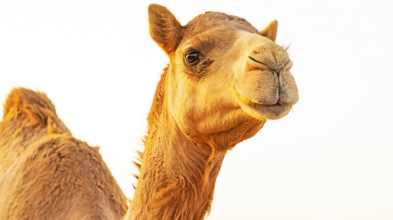 camel close up