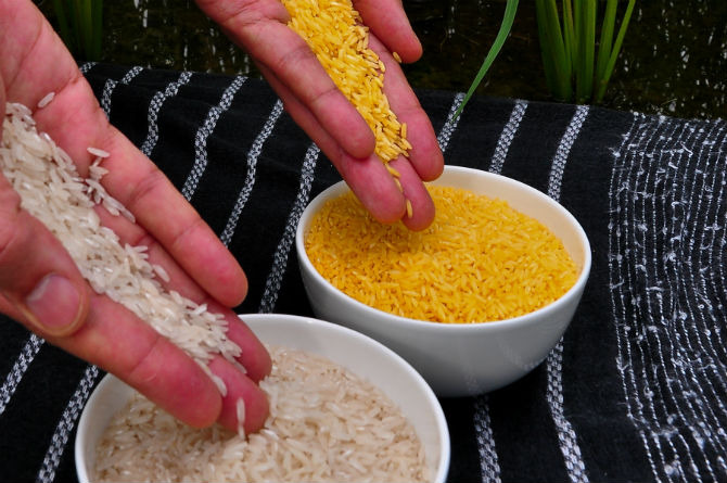 Most Americans Support GMO Labeling, New Poll Says
