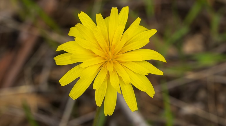Flowering yam daisy plant