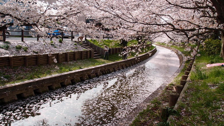 Japanese Cherry Blossoms