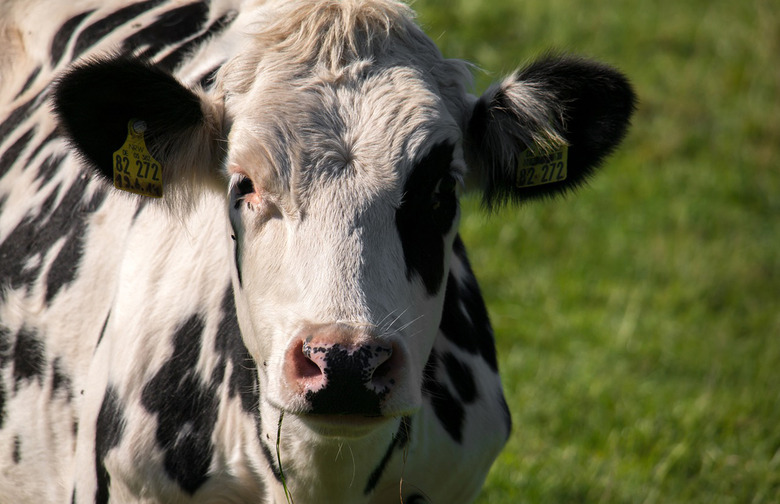 Myth: Cows Need to Be Milked