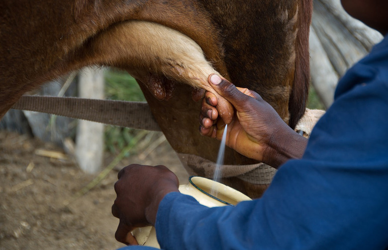What Happens if the Cow Isn't Milked?
