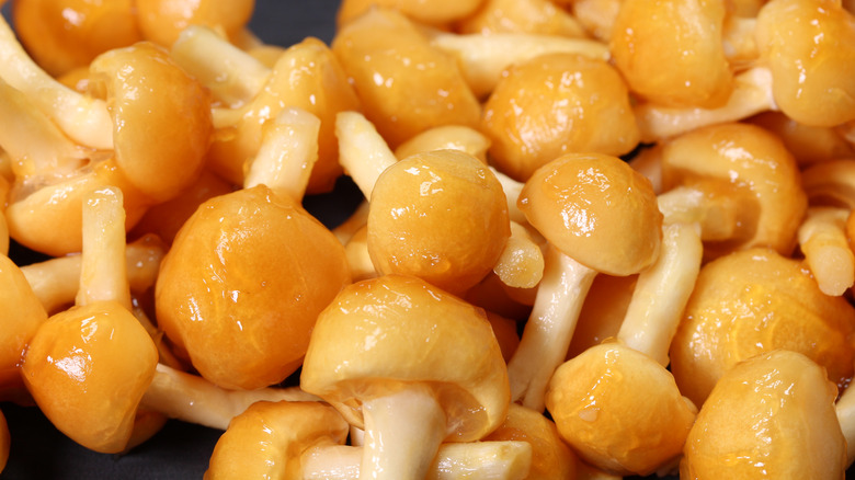 nameko mushrooms close up