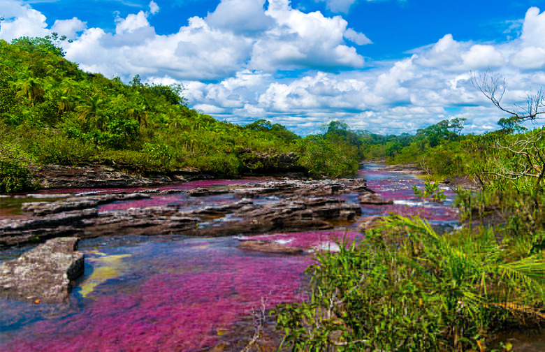 Caño Cristales River, Colombia