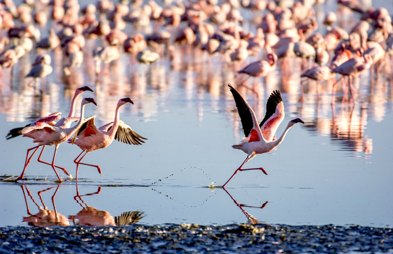Lake Nakuru, Kenya