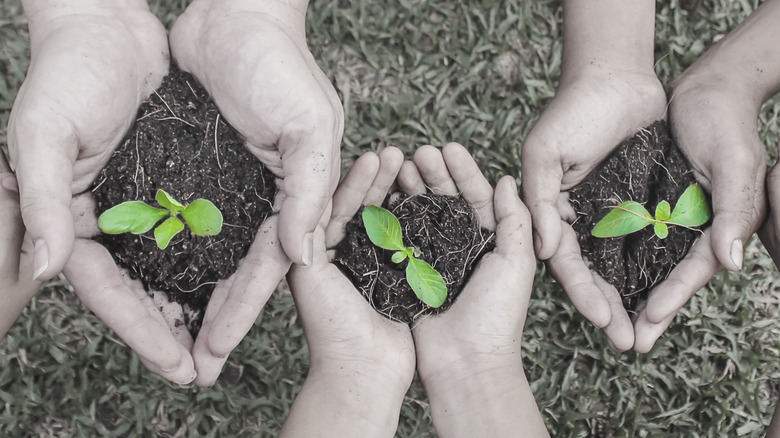 Hands holding plants 