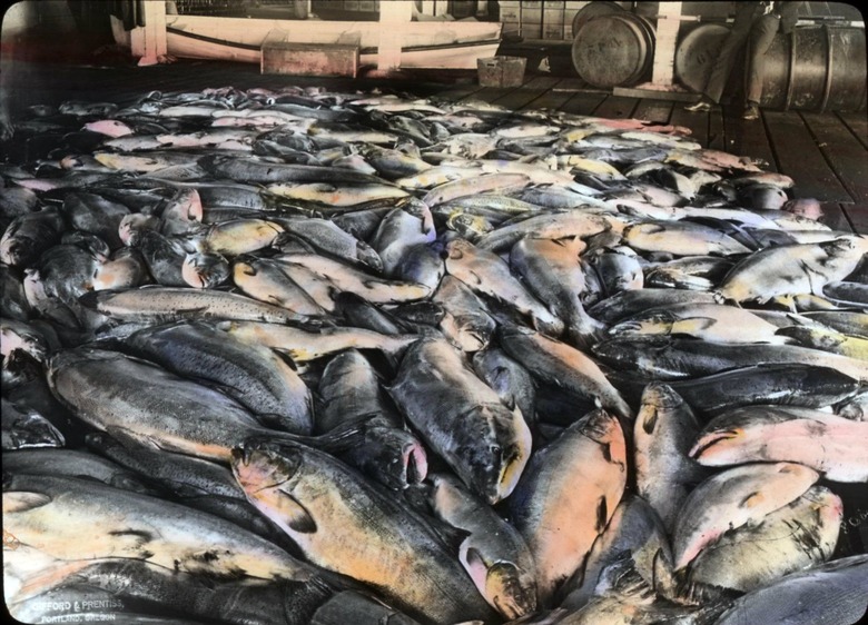 Giant pile of salmon