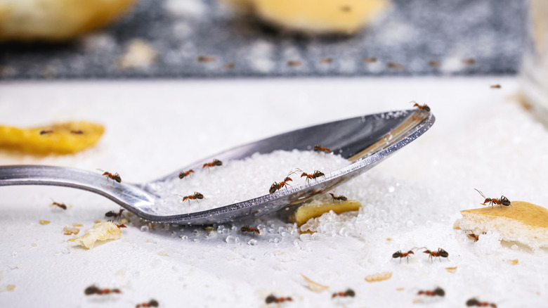 Ants crawling on spoonful of sugar