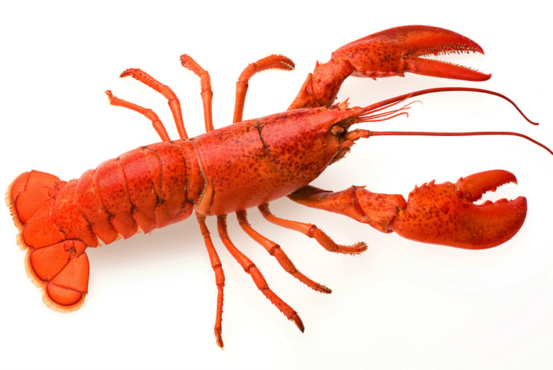 Lobster
