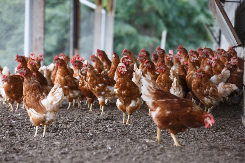 chickens