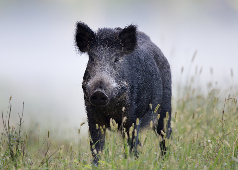 boar