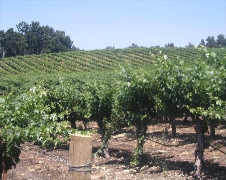 Paso Robles Vineyard