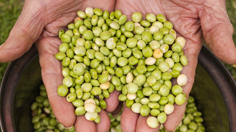 A fresh handful of pigeon peas