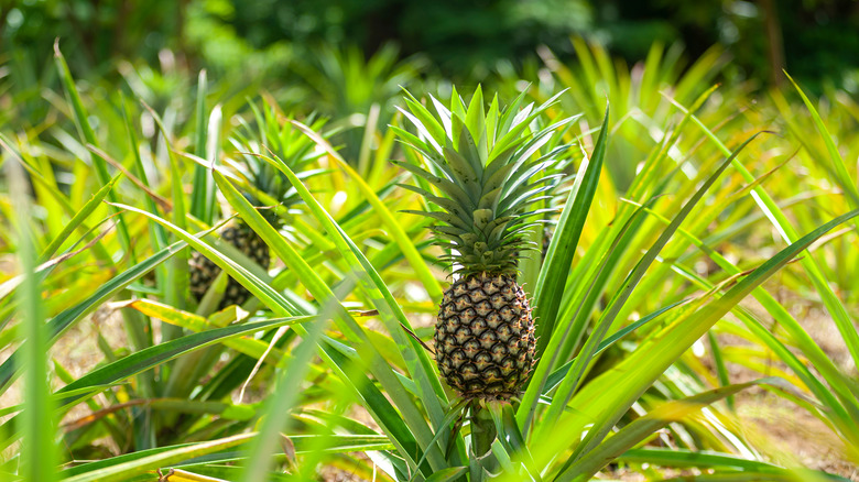 Pineapple plant