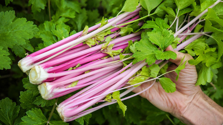 hand holding pink celery stalks