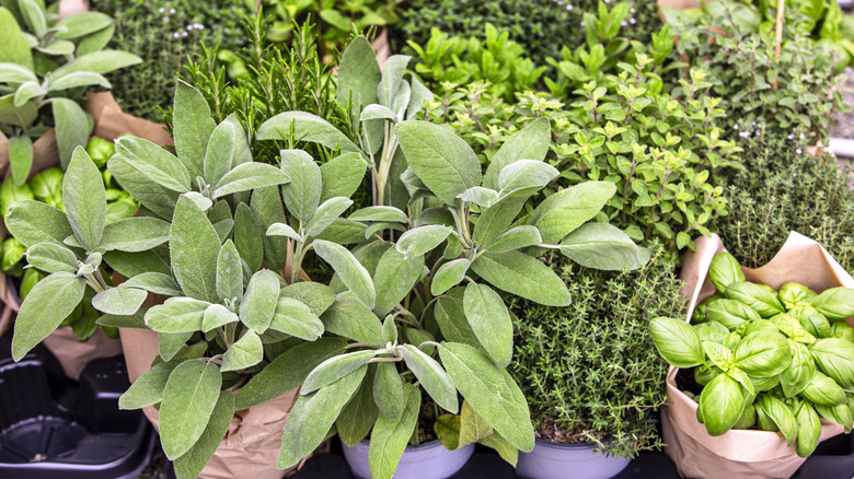 Assorted fresh green herbs growing outside