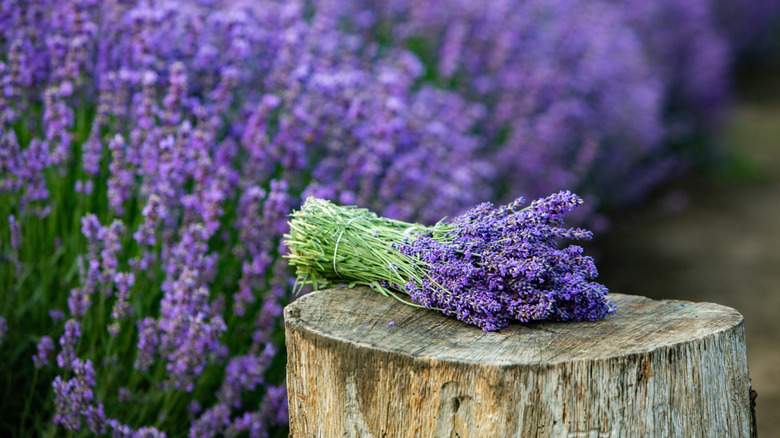 Bundle of fresh-picked lavender next to lavender field