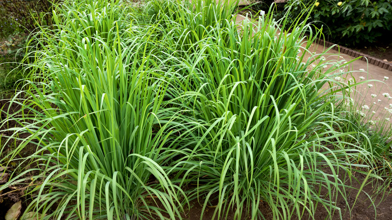 Lemongrass plants growing in garden