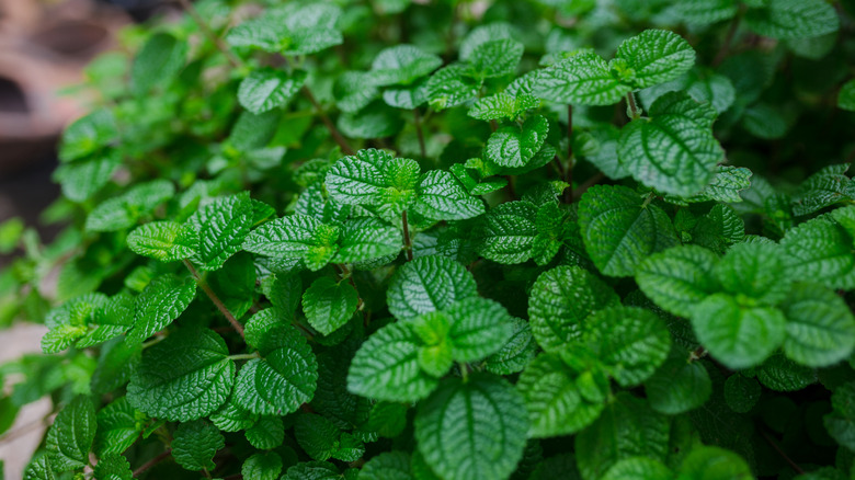Large cluster of mint leaves