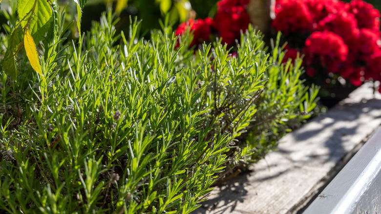 Rosemary bush in garden