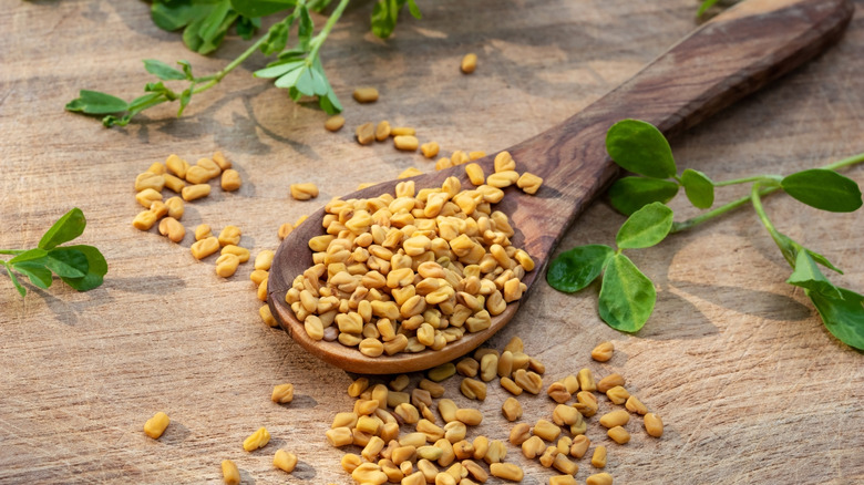 Wooden spoon holding fenugreek seeds with leaves