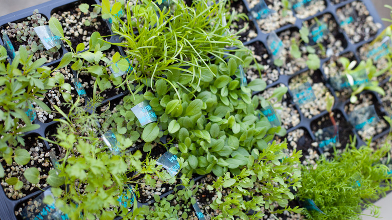 Various herbs in plant carrier