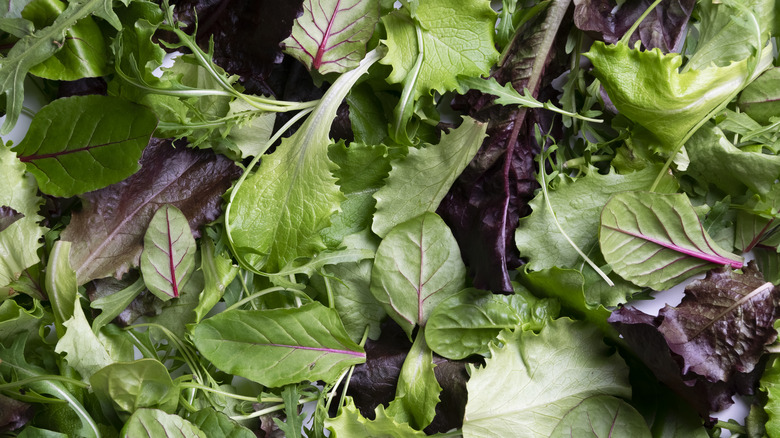 Mix of salad greens