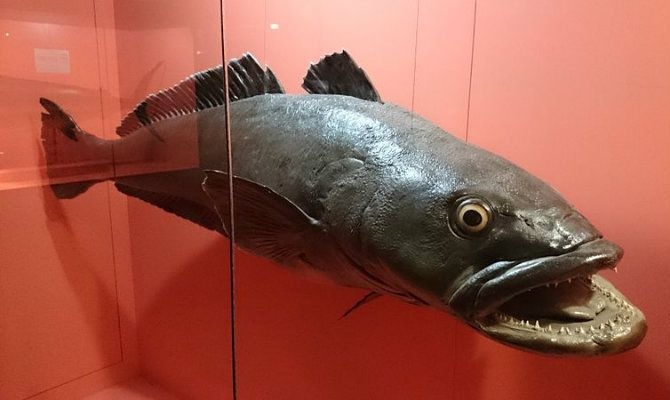 Patagonian toothfish