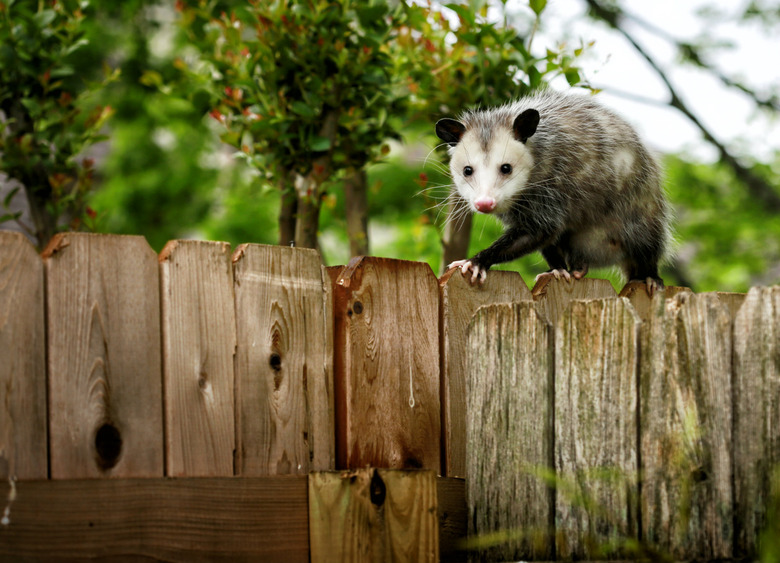 Drunk possum