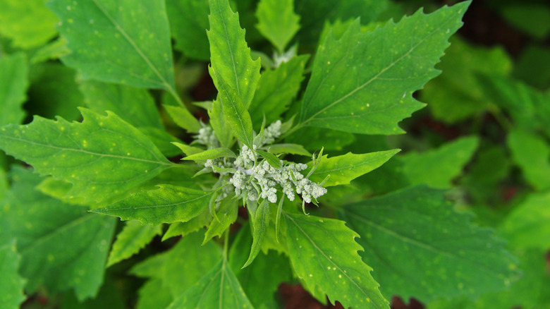Lamb's quarters