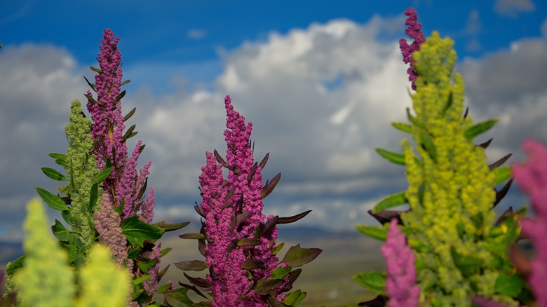 purple and green quinoa plants